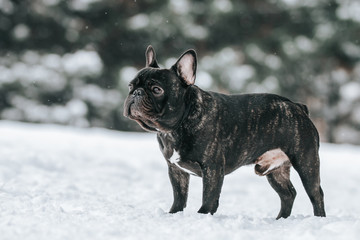 French bulldog posing in the winter park. Frenchie outside in the snow.	