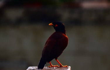 A sparrow with a orange effect during to the sunset in Kolkata