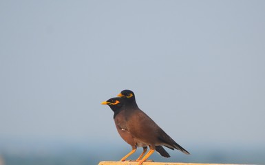 Pair of sparrows with yellow beak enjoying the sunset in Kolkata