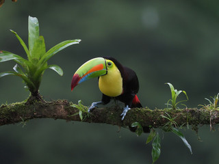 Fischertukan in Costa Rica