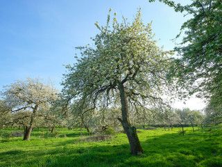 apple tree blossom