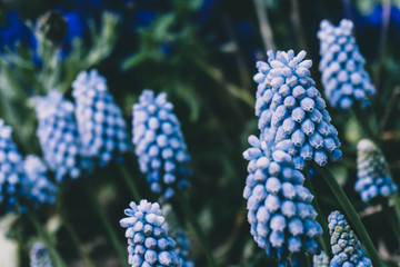 Beautiful Muscari flowers in the garden