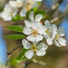 apple tree blossom