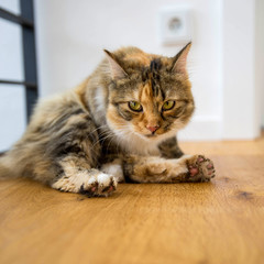 Katze mit dreckigen Pfoten Europäisch Langhaar 