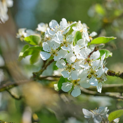apple tree blossom