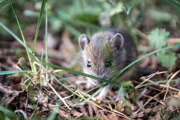 Niedliche kleine Waldmaus (Apodemus sylvaticus) ist eine wild lebende Maus in Parks, hat große Ohren und gute Augen und gilt als Forstschädling, da sie an Baumrinde nagt und Jungsamen frisst