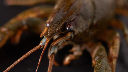 Live crayfish lies on the table