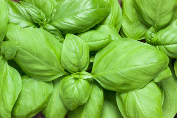 Fresh basil on a dark background. Green basil. Green basil on a dark background. Food background. A...