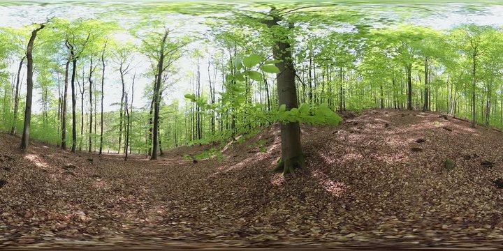 360VR, Sonniger Buchenwald im Frühling, VR360