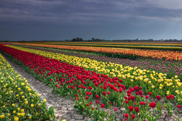 colorful tulip field in spring Dutch farmland