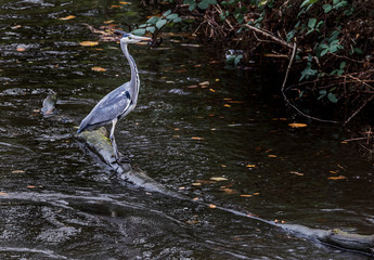 Grey Heron