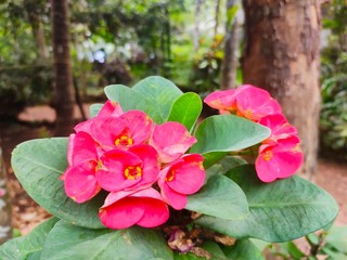 pink and white flowers