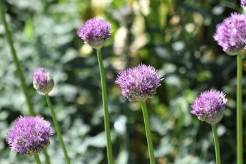 Fototapeta premium Ciboulette en fleur