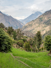 Rice paddies along the Annapurna Trek, Nepal