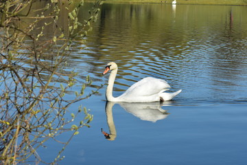 Vogelfotografie am See,