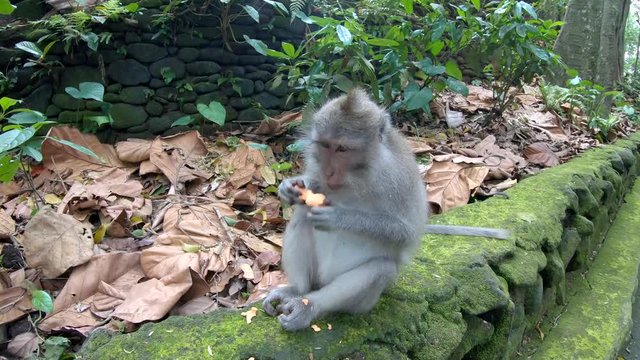 A long-tailed monkey eating food in the middle of jungle in Sacred Monkey Forest in Ubud at Bali, Indonesia
