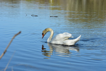 Vogelfotografie am See,