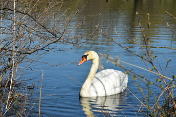Vogelfotografie am See,