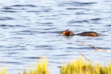 Great crested grebe mating ritual