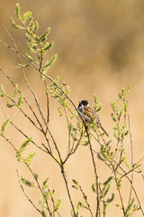 Reed bunting sitting on a tree branch