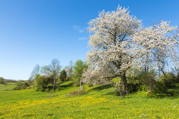 Idyllic landscape in the spring in a rural landscape