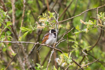 Reed Bunting in spring sitting on a branch