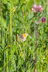 Small heath butterfly on the meadow flower