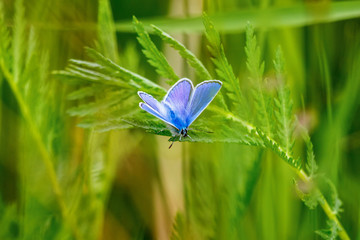 Common blue butterfly sitting on a green leaf on a meadow