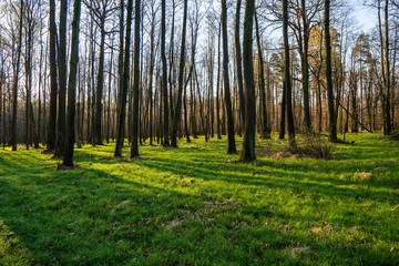 beautiful forest with green grass at sunrise, Czech Republic