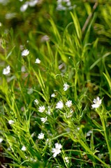 green grass and flowers