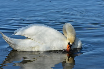 Vogelfotografie am See,