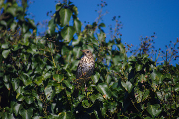 Bird on branch