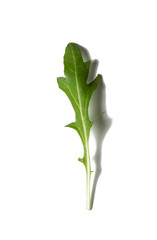 one leaf of fresh arugula isolated on a white background