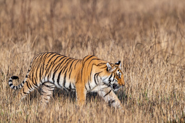 Fototapeta na wymiar corbett tiger walking in grassland. Side view of full length tiger sighted in safari at dhikala zone of jim corbett national park or tiger reserve, uttarakhand, india