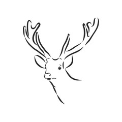Deer portrait. Hand drawn vector illustration. Can be used separately from your design. portrait of a deer, deer head, vector sketch illustration