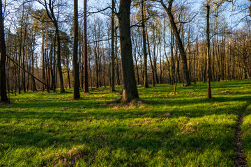 beautiful forest with green grass at sunrise, Czech Republic