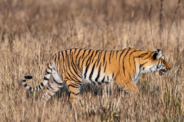 Obraz na płótnie Canvas corbett tiger walking in grassland. Side view of full length tiger sighted in safari at dhikala zone of jim corbett national park or tiger reserve, uttarakhand, india