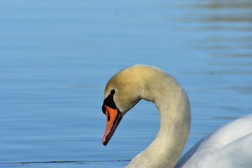 Vogelfotografie am See,