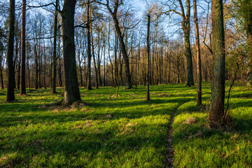 beautiful forest with green grass at sunrise, Czech Republic