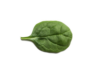 one green spinach leaves on a white background
