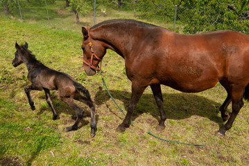 Fototapeta premium Yegua con su potro recién nacido.