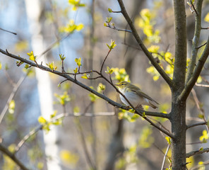 Some birds of the European region 