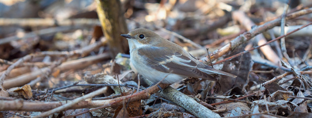 Some birds of the European region 