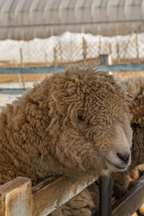 Sheep in a Barn (vertical)