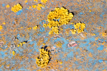 Moss grows on old rusty painted iron