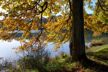 Hollandes lake in Rambouillet forest