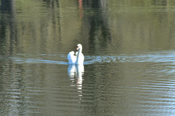 Vogelfotografie am See,