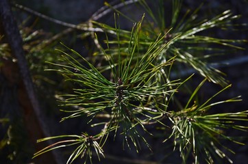 Pine atmosphere. Kyiv Sea 4/04/2020.
