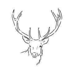 Fototapeta premium Deer portrait. Hand drawn vector illustration. Can be used separately from your design. portrait of a deer, deer head, vector sketch illustration