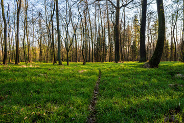 beautiful forest with green grass at sunrise, Czech Republic